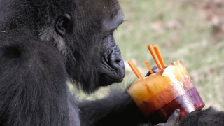 Illustration for article titled Adorable Photos of Zoo Animals Eating Popsicles During Heatwave